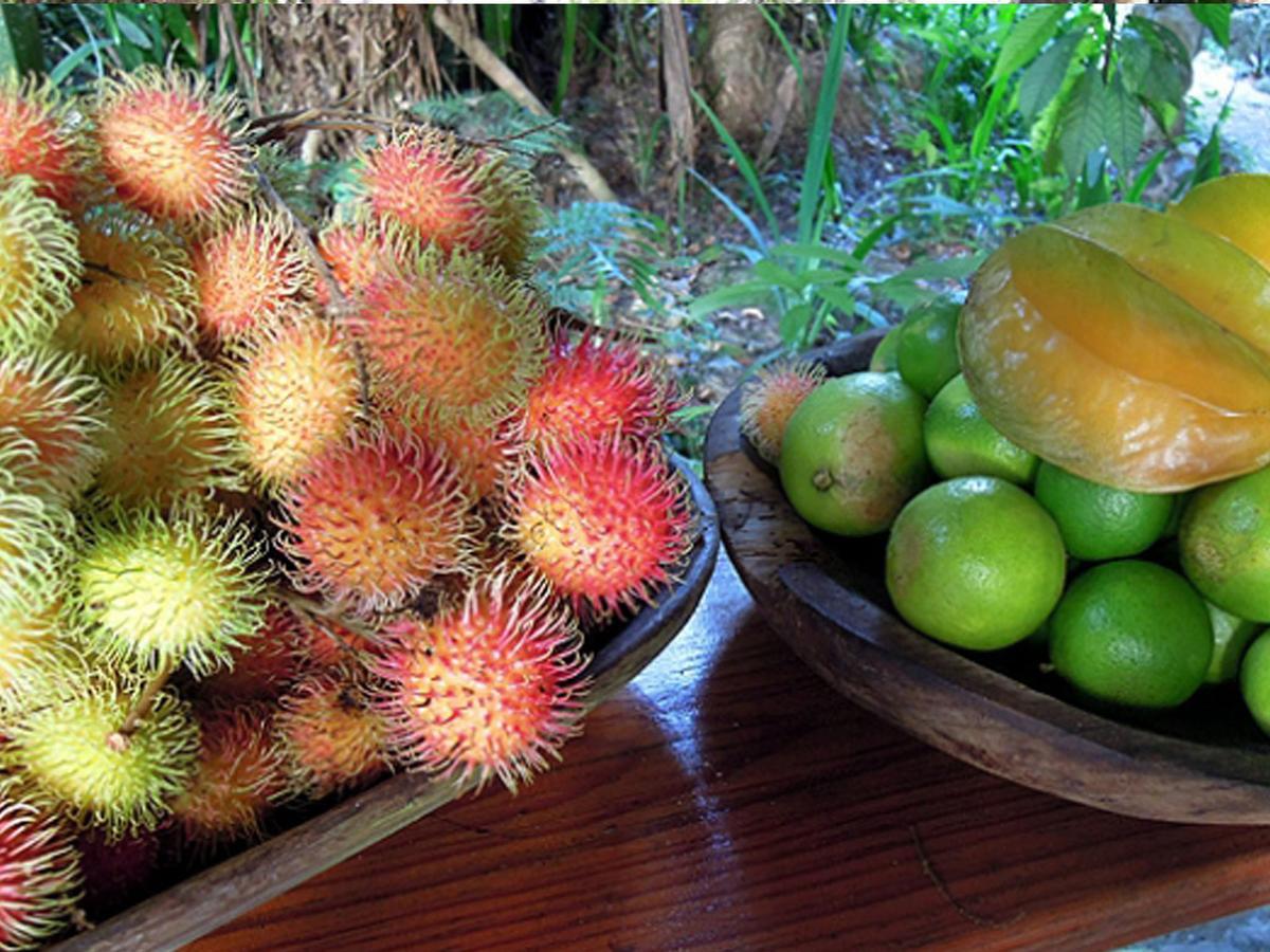 Omega Tours Eco-Jungle Lodge La Ceiba Eksteriør bilde