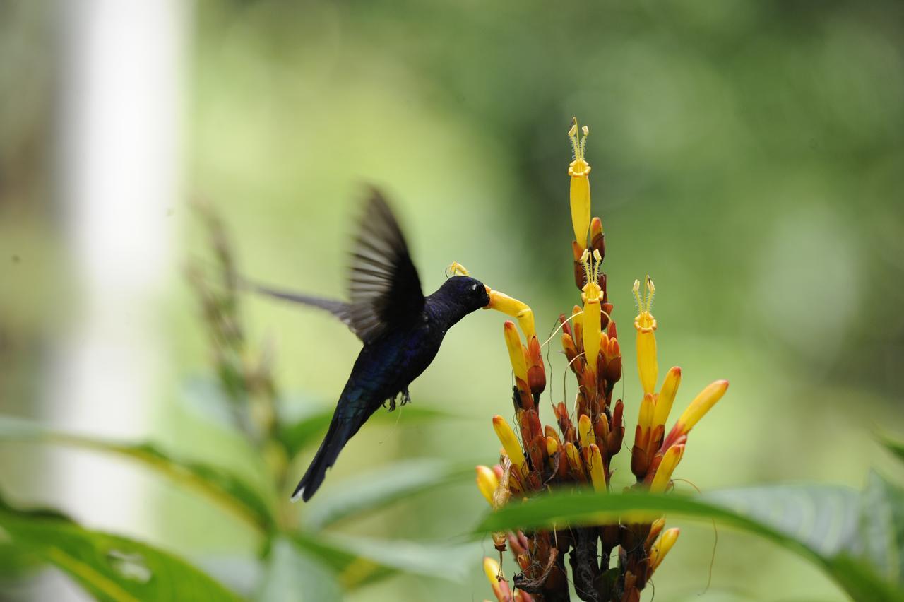 Omega Tours Eco-Jungle Lodge La Ceiba Eksteriør bilde